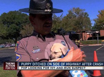 MMacturlough's tweet photo. A Person Was In A Hit-And-Run, But He Left Someone SO Important Behind
https://t.co/jETudYffrt https://t.co/8Oe0vHDrNo