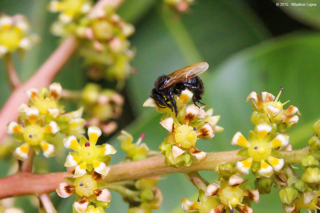madutrigona's tweet image. Cantiknya lebah trigona sedang menghisap nektar..

#lebahtrigona #trigona #melipona #bees #trigonabees #honeybee