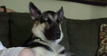 MadinaIvison's tweet photo. No Matter How Hard He Tries, This German Shepherd Can’t Do *THIS!* Too Funny!
https://t.co/aT048dYTIp https://t.co/DJJdsfc5GW
