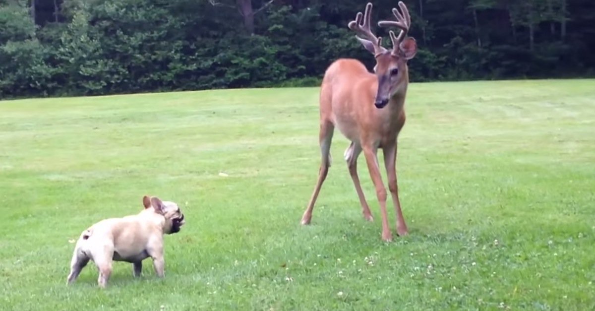 A Baby Deer Wants To Play With The Tiny Dog… Wait For The 1:18 Mark. Too Funny!
twnewsjp.com/page.php?id=932