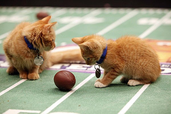 KarmaKittyJewel's tweet photo. Today is American Football Day! #karmakittyjewel #football #americanfootball #CatsOfTwitter #etsyhandmade #NFL #cats https://t.co/LbsPnO9q1Z