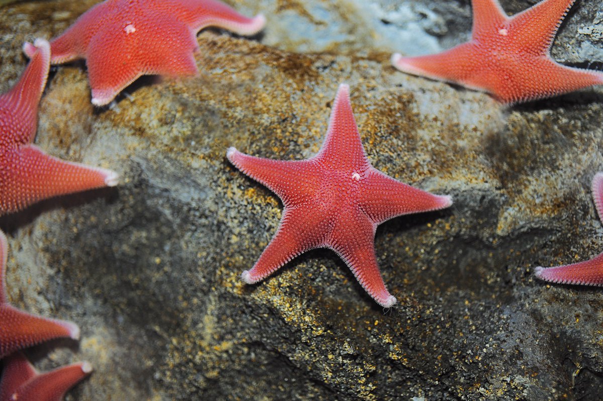 Acquario di Genova tweet media