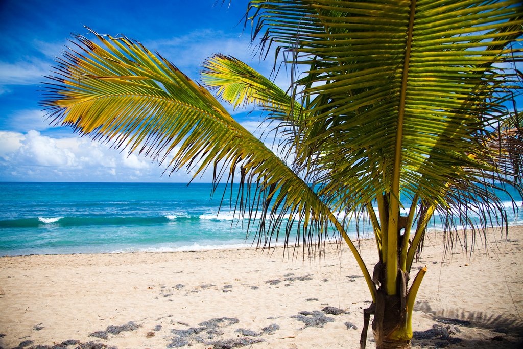Reiselyst's tweet photo. Til dette strandparadiset i #Karibia kan du fly for kr 2400 tur/retur. https://t.co/QVzQhjbc17 https://t.co/zd8TURX8dU