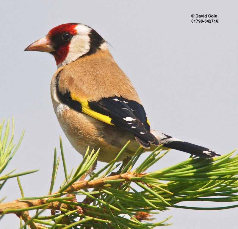 twooternews's tweet photo. BTO are asking for your help to find out more about goldfinches in the UK. Details here:
https://t.co/slIupA1o0W https://t.co/8FCaVmOe8i