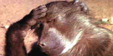 Did You Know These Animals Love To Get Drunk? This Footage From The 70′s KILLS Me!
twnewsjp.com/page.php?id=355