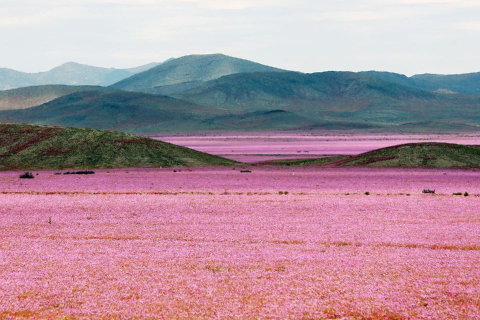 Easyvoyage's tweet photo. Incroyables #photos d'un désert qui se recouvre de fleurs ! 🌷🌺🌸 >> https://t.co/MQkI7qUgVv https://t.co/8EPjfdCsdm