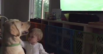 MwanawaCello's tweet photo. Baby Can’t Distract Dog From Watching 2015 Women’s World Cup
https://t.co/0ET48WpzLU https://t.co/CC5bMnFWlX