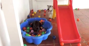 deri_browncey's tweet photo. French Bulldog Loses His Mind After Discovering A Ball Pit
https://t.co/QGX3OFskFG https://t.co/cM6UNBQSCp