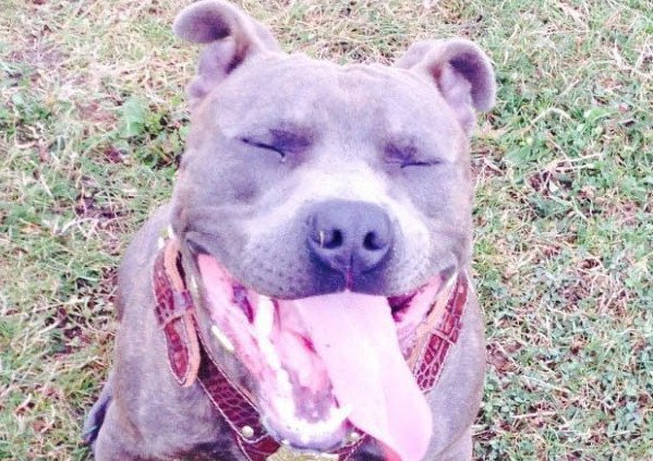 DewsReporter's tweet photo. Tragic death of dog is a reminder to keep pets safe during fireworks season.
https://t.co/O5XfBlVQtH https://t.co/q5EVpbPECK