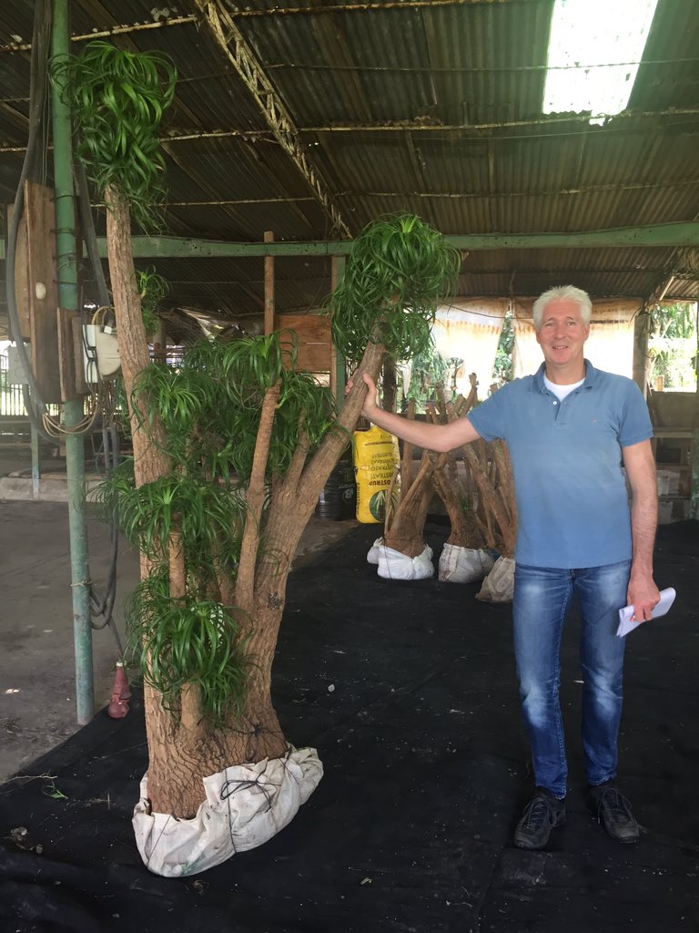 SuprinaV's tweet photo. Mooie Beaucarnea jumbo                 trip Guatemala Costa Rica https://t.co/xbAN0P3umk