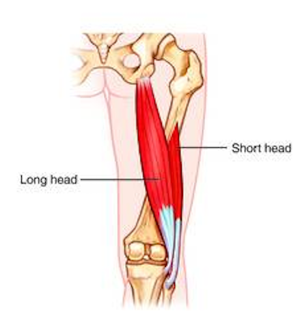 T_3PM_251LAB's tweet photo. The biceps femoris has a short head and a long head. What makes the short head short, and the long head long? https://t.co/zepTBBMt2l