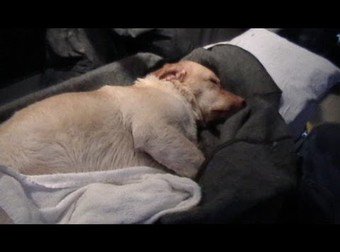 They Heard Barking By The Lake...What They Discovered Will Break Your Heart
twnewsjp.com/page.php?id=16…