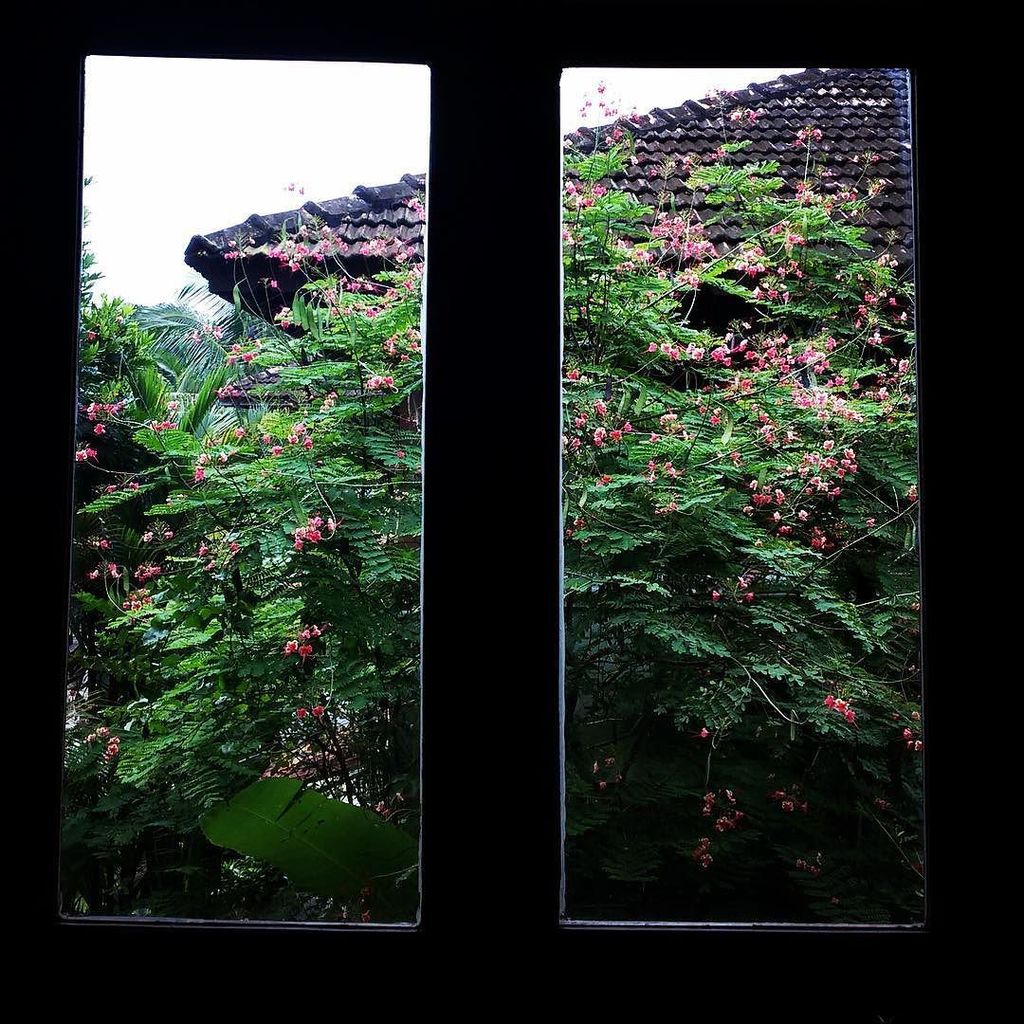 sunnyellowindow's tweet photo. #ThrowThemOpen this beautiful window! https://t.co/xeFy4xx8hn https://t.co/4p6rvROQcw