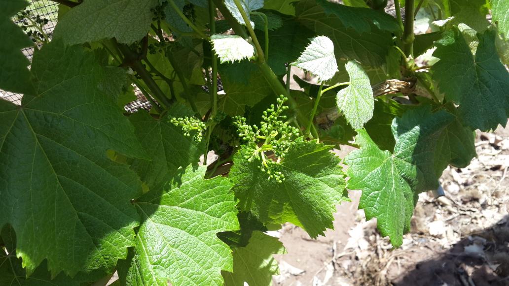 EntreveroW's tweet image. Malbec #Lunlunta #GreenBlend asi esta Mendoza con sol!!