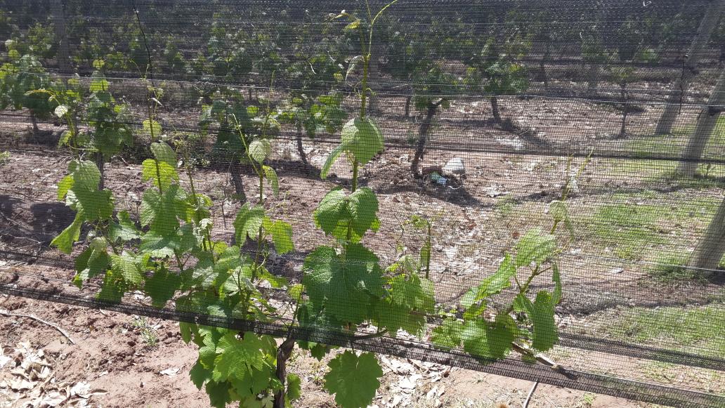 EntreveroW's tweet image. Malbec #Lunlunta #GreenBlend asi esta Mendoza con sol!!