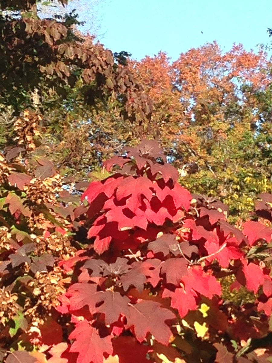 sarampines's tweet photo. the colors of #nycinfall https://t.co/Bg4Kli6nE4 #centralpark #nyc #iloveny #nycphotos #nycpictures #iphonepix https://t.co/QQCZTbdPhJ
