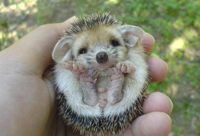 Toni Turner tweet media