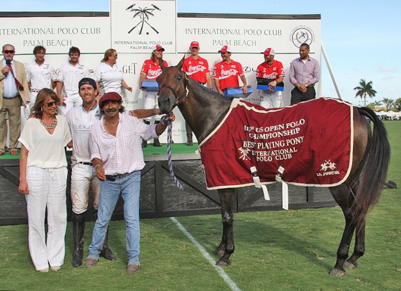 NicRoldan's tweet photo. My #PonyOfTheMonth this time is Prima, read all about her here: https://t.co/ksjewuOrCR #Polo #Pony #Horse https://t.co/tzqm7Ws1bp