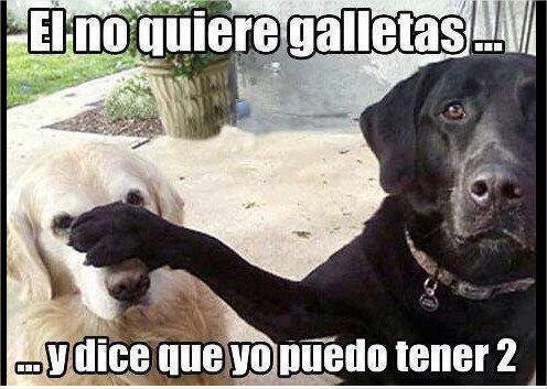 SiguesTeSigo's tweet image. El no quiere galletas y dice que yo puedo tener 2   #follow1x1