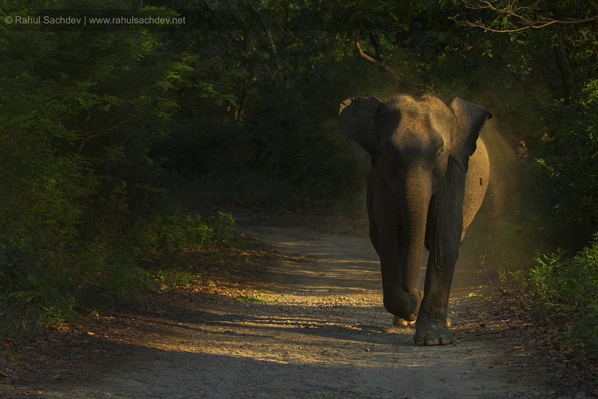 sachdr's tweet photo. #Elephant-Key here was to #underexpose a little to enhance the feel of darkness & effect of light. #photography https://t.co/2Obs1WXlf2