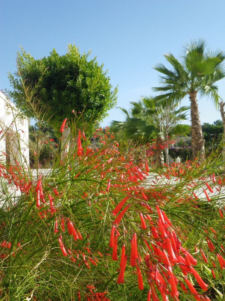 NeilsonAndriake's tweet photo. ...more #autumn #colours of #Andriake...#red #trumpet shaped flowers, #white wagtail, #bluesky, #blue #pool... https://t.co/914fm9NJIz