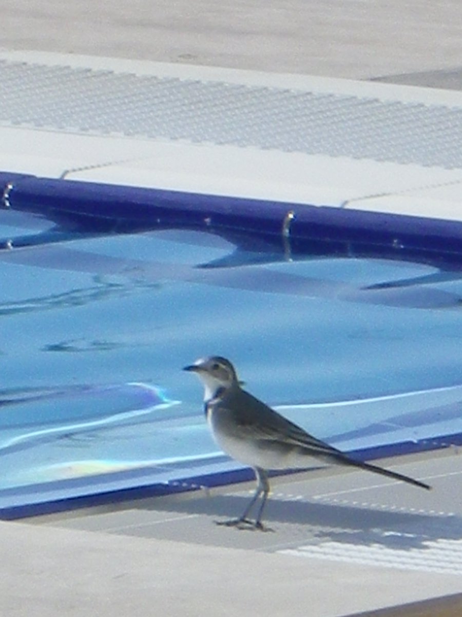 NeilsonAndriake's tweet photo. ...more #autumn #colours of #Andriake...#red #trumpet shaped flowers, #white wagtail, #bluesky, #blue #pool... https://t.co/914fm9NJIz