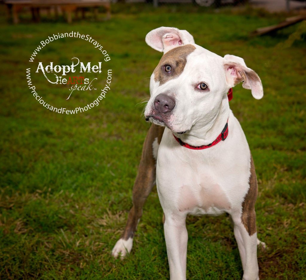 Precnfew's tweet photo. We Love our rescue dogs! https://t.co/hYjDv9xu28