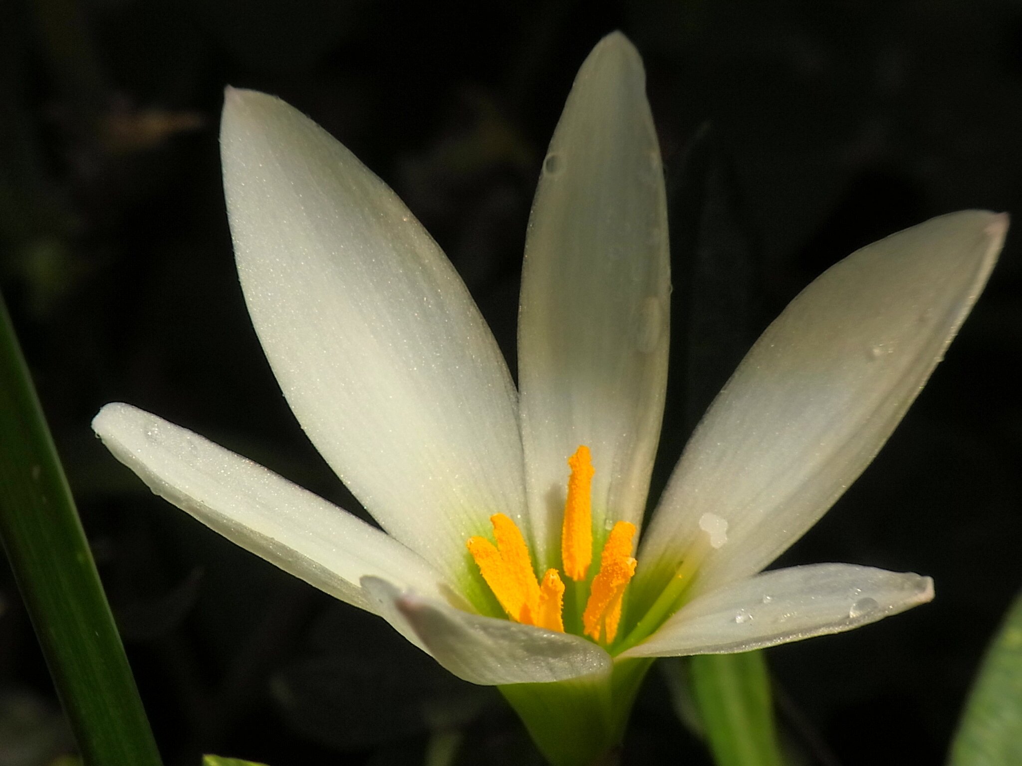 ゆうこ 玉簾 花壇の縁や庭のアプローチを飾るためによく植えられる常緑の多年草 ペルー原産で 球根で増える 夏から秋 光沢のある針状の葉が茂る中に 4 ほどの白い花が次々に咲く 花 タマスダレ T Co Zjvxhiv5mz Twitter