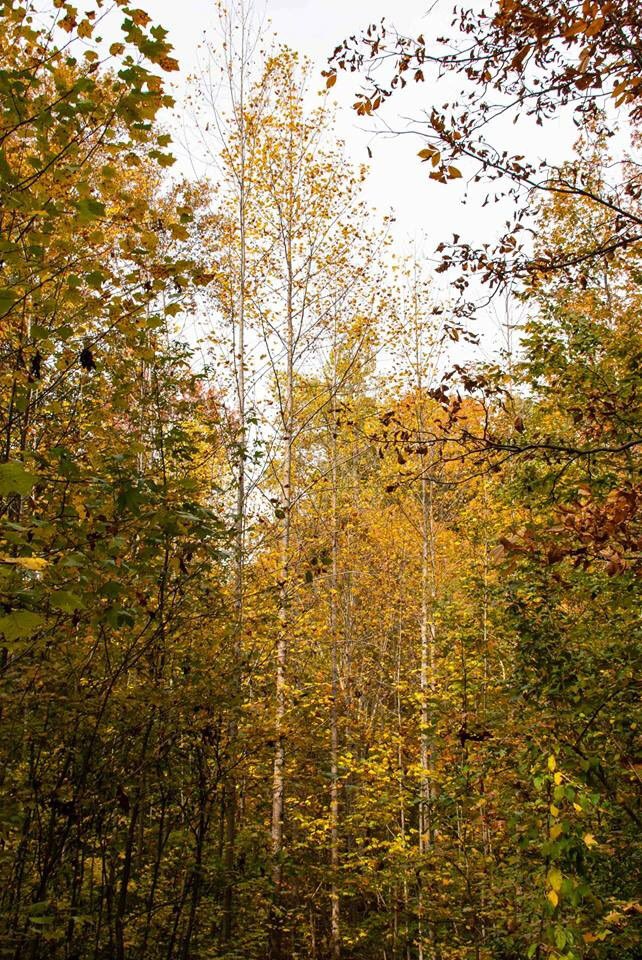 BaxterTrails's tweet photo. Go outside and enjoy the trails today! 2 days until #BaxterFallFestival Can you find this peaceful fall color place? https://t.co/zi76BQ21kn