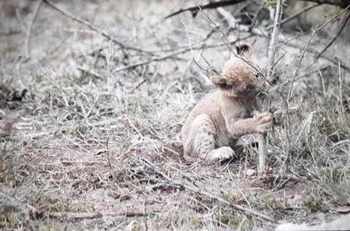 LatestKruger's tweet photo. 04:50am 
Lion in tree
S56, 200m north of S57 just past Sirheni entrance road
5/5
Tinged by Michael Lorentz
(photo) https://t.co/4l7WX40cjP