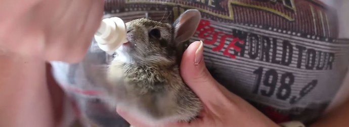 QuauhtliF's tweet photo. This Adorable Baby Bunny Is Beyond Excited To Have His Afternoon Snack, D'awww
https://t.co/zsKkxdI89W https://t.co/tw2HUQ4uyS