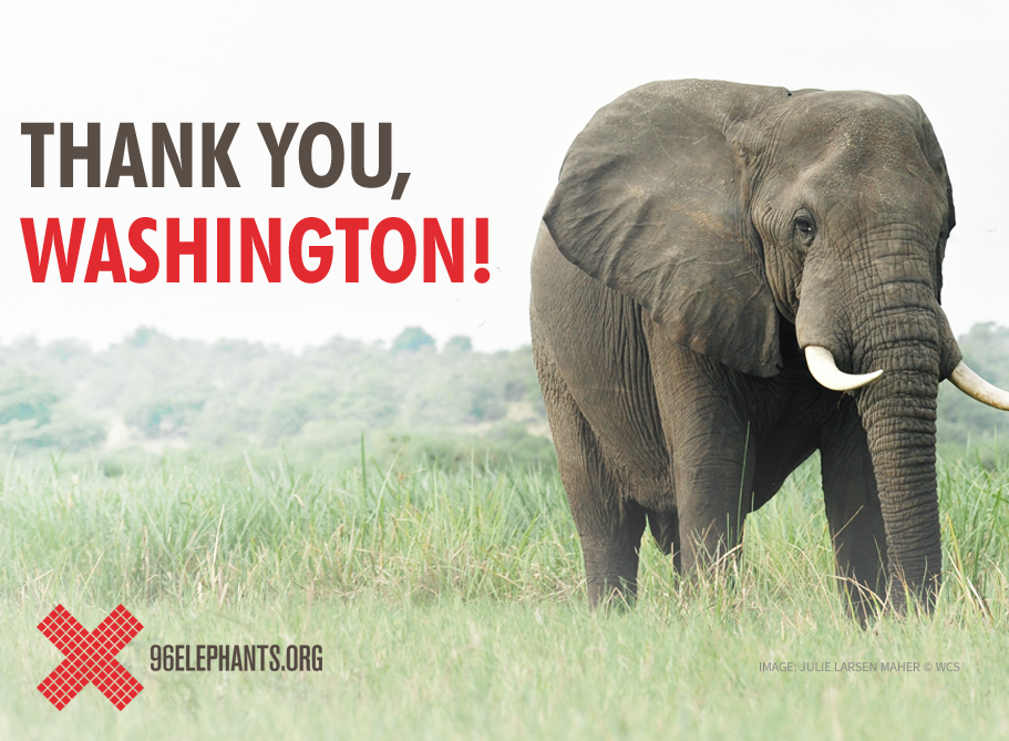 96Elephants's tweet photo. BIG news: Washington has joined CA, NY, and NJ in banning ivory! #elephants #ivory #poaching https://t.co/cOlG1EtPGI