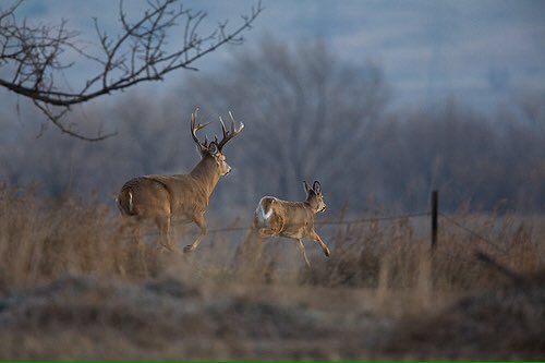 TruFireReleases's tweet image. RT if you're ready for the big boys to come out and play! #Trufire #Bowhunting #Whitetail #Rut #Deer #Hunting