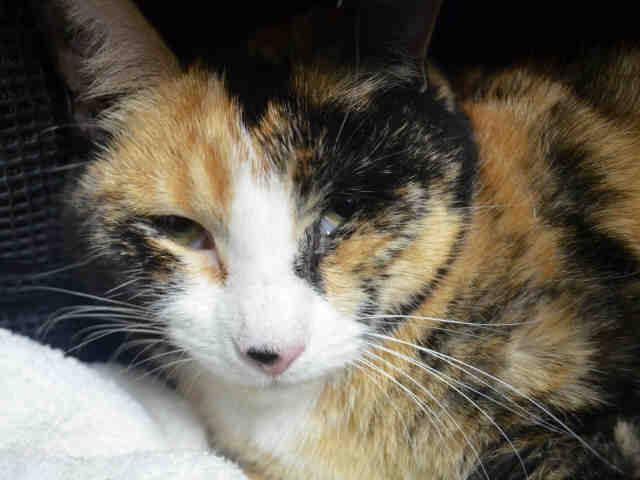 Erinthecat1's tweet photo. Our #CHESTER's FIELD o' Dreams is a sofa cuddles &amp; LOVE! To SAVE him CALL a Rescue ASAP. NEW https://t.co/rfi1vwTvsJ https://t.co/TzzT46B7ZL