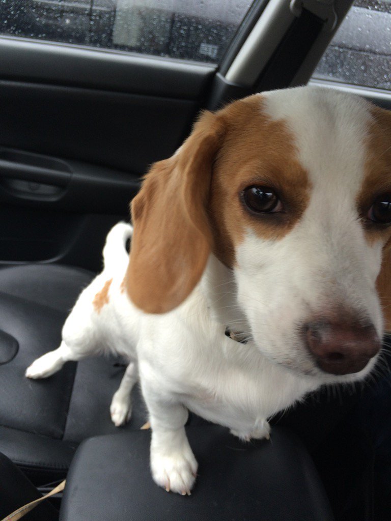 Collins2Ii's tweet photo. #k5pets https://t.co/xkir3cjElN