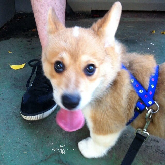 PequeTheCorgi's tweet photo. This was my first walk EVER! 😁
I came back home with lots of ticks on me! 🐜🙈
#throwback #puppy #tbt #corgi https://t.co/ERwQe9Rvwi