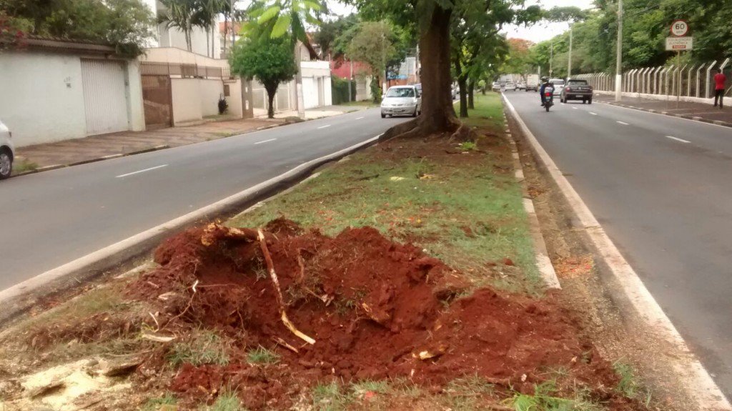 Queda de árvore atinge moto e mata casal em Campinas corre.io/NwkmUH