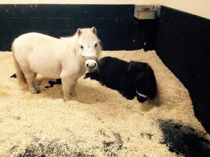 Bless em. Our two little shettys (glare and velvet) #justchilling for the afternoon #cuties #ponies #equine #horse