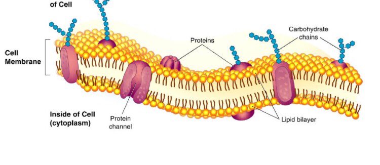 m_khscd's tweet image. Just chilling #khscdcellwars 😎