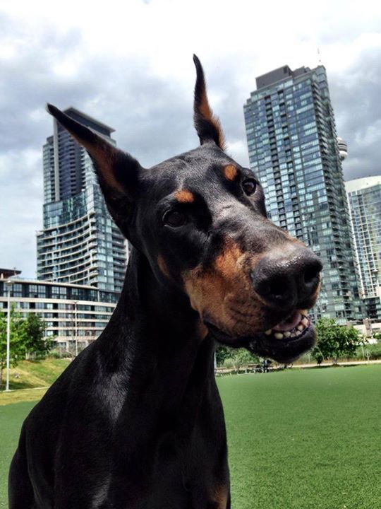 Matt_James_I's tweet photo. Today on @The_Hydrant Blog: Why Do Dogs Tilt Their Heads When We Talk to Them? https://t.co/nGAo0zfwyu
#HydrantCrew https://t.co/wwokvgbGNM