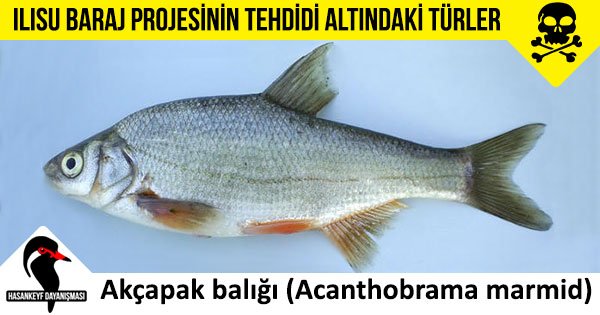 HisnKaifa's tweet photo. Ilısu'da HES planlanırken yüzlerce türün geleceği düşünülmedi. Geç olmadan bu hatadan dönülmesi gerekiyor. https://t.co/vtyydCVwae