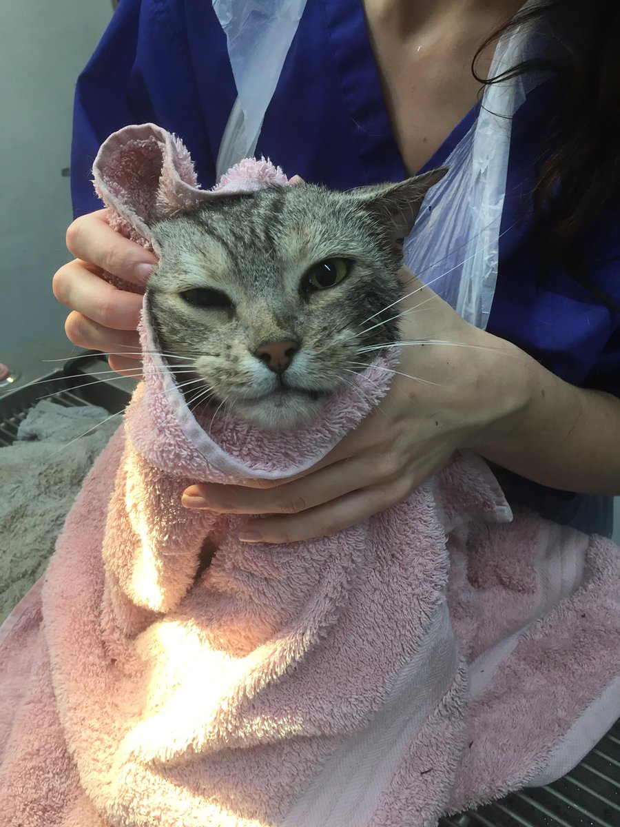 DexterWindsor's tweet photo. Enjoying his spa treatment at @AlmaVetsWindsor! Next comes the blow-dry! #DexterSpaDay #CementGate #DexSpot https://t.co/uIR5GynKBU