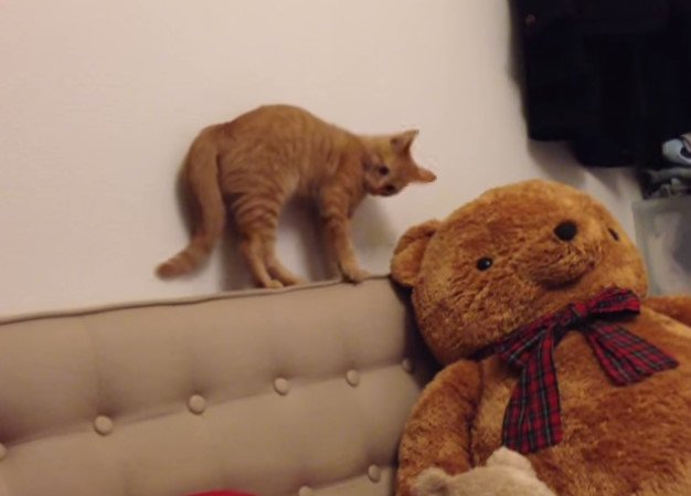fynenajavuwon's tweet photo. You Won’t Believe What She Caught The Cat Doing! HYSTERICAL!
https://t.co/I01iIQgNtg https://t.co/VVUjhx42Wn