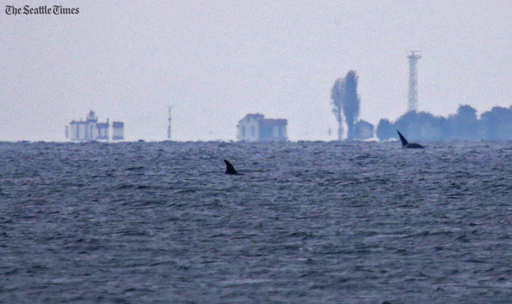 seattletimes's tweet photo. Leapin' orcas? Oh, sure. Just another day in the Northwest. Gallery: https://t.co/WB29O4MNeT via @SeaTimesFotoKen https://t.co/0ZCGzjYbGt