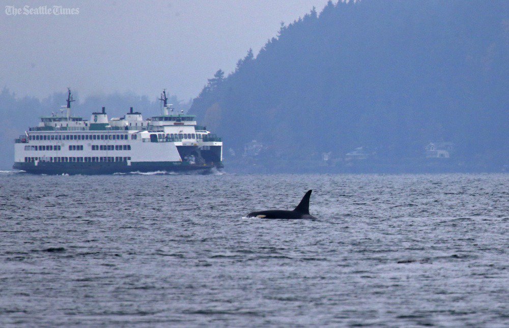 seattletimes's tweet photo. Leapin' orcas? Oh, sure. Just another day in the Northwest. Gallery: https://t.co/WB29O4MNeT via @SeaTimesFotoKen https://t.co/0ZCGzjYbGt