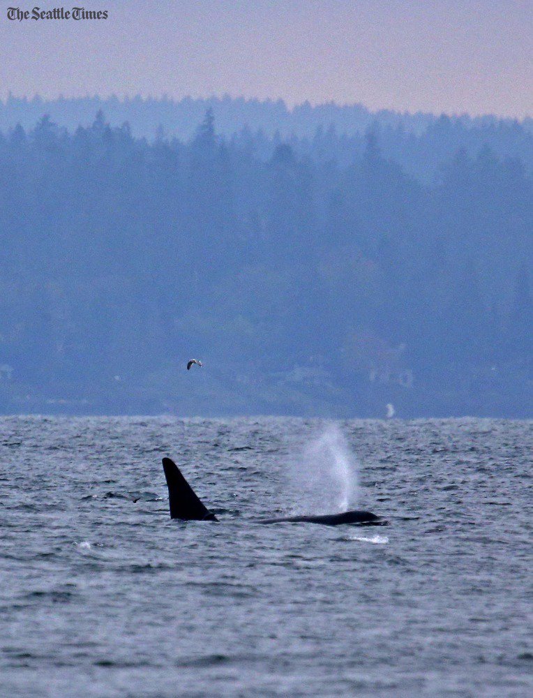 seattletimes's tweet photo. Leapin' orcas? Oh, sure. Just another day in the Northwest. Gallery: https://t.co/WB29O4MNeT via @SeaTimesFotoKen https://t.co/0ZCGzjYbGt