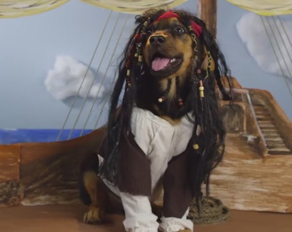 DelguaMichalina's tweet photo. Adorable Puppies Recreating Disney Movies Could Melt The Iciest Heart On Earth
https://t.co/j9ulZp9uOz https://t.co/hRJzUVfdtv