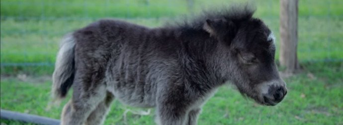 deri_browncey's tweet photo. This Mini Horse Has The Soul Of A Wild Stallion, And It'll Melt Your Heart!
https://t.co/EHHOiyvA0h https://t.co/O4ha460kKf