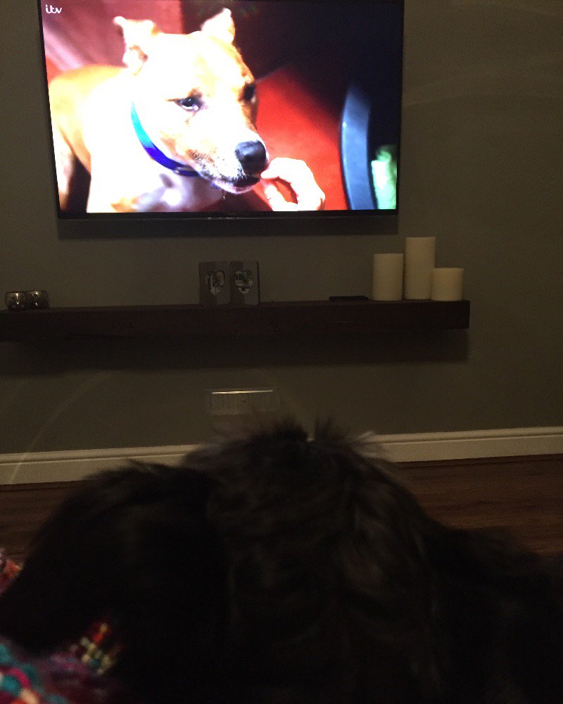 ManxMel's tweet photo. All tuned in #pogdogs #PaulOGrady #fortheloveofdogs #battersea #batterseadogs https://t.co/4X9HvXdqGI