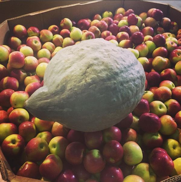 Just rescued this 30-pound blue hubbard squash! One per basket would probably cover all three rounds <a href="/TheTedAllen/">Ted Allen</a> :)